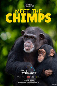 Meet the Chimps