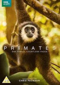 Primates