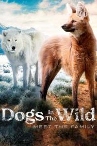 Dogs in the Wild